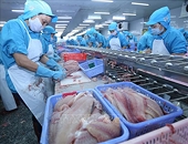 Thuế chống bán phá giá của Mỹ khắc nghiệt hơn dự kiến đối với cá tra Việt Nam