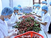Kim ngạch xuất nhập khẩu cao nhất từ trước đến nay