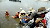 Nhiều rủi ro trong phòng vệ thương mại
