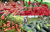 Xuất khẩu nông sản Việt Nam sang Trung Quốc đang gặp nhiều trở ngại