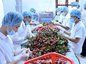 Xuất khẩu rau, quả: Cần “cú hích” để bứt phá