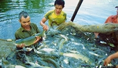 Ngành thủy sản phải thận trọng với hàng rào phi thuế quan 