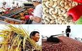 Nông sản xuất khẩu: Doanh nghiệp và người nông dân cần phải thay đổi