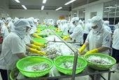 Xuất khẩu tôm thuận lợi hơn với thuế chống bán phá giá
