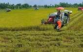 Phi-líp-pin thông báo chấm dứt điều tra sơ bộ về việc áp dụng biện pháp tự vệ toàn cầu đối với sản phẩm gạo nhập khẩu