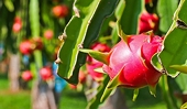 9 tháng năm 2019, xuất khẩu rau quả giảm mạnh