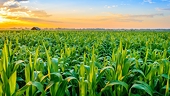 Nông nghiệp Việt Nam 'đi chợ thế giới' nhưng hàng nặng, đường ngắn