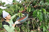 Xuất khẩu nông sản: Thay đổi tư duy cũ