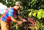 Cà phê Việt Nam: Năm 2020 sẽ đạt kim ngạch xuất khẩu 6 tỷ USD