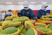 Xuất khẩu rau, quả: Khẳng định giá trị ở thị trường mới