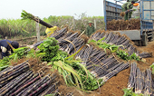 Bộ Công Thương phản hồi chính thức các đề xuất bảo vệ ngành đường trước ATIGA