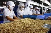 Đề xuất xây dựng và ban hành Quy chuẩn Kỹ thuật Quốc gia về hạt điều thô