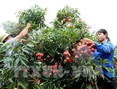 Quyết định của Nhật Bản mở ra "cánh cửa" mới cho vải thiều Việt Nam