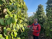 Đưa hồ tiêu trở lại chuỗi giá trị
