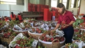 Bộ Công Thương đưa ra biện pháp hỗ trợ và khuyến cáo trong xuất khẩu nông sản