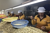 Lo ngại chuyện nhập khẩu nhân điều rồi đóng gói xuất khẩu