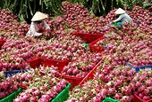 Không để ách tắc nông sản, xuất khẩu vì virus corona