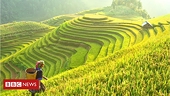 Việt Nam có thể vượt Thái Lan, chiếm 'ngôi' xuất khẩu gạo thứ 2 thế giới