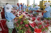 Xúc tiến xuất khẩu sang thị trường Ấn Độ: Hướng gỡ khó kịp thời