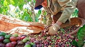 Doanh nghiệp Maroc mong muốn tìm kiếm đối tác Việt Nam