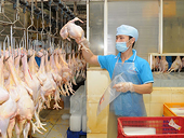Nga cho phép nhập khẩu thịt gà chế biến của Việt Nam
