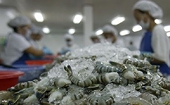Xuất khẩu tôm sang Mỹ vượt "bão" COVID-19