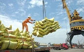 Thủ tướng đồng ý cho xuất khẩu gạo trở lại bình thường từ 1/5