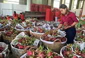Xuất khẩu trái cây vào EU: Cần tuân thủ truy xuất nguồn gốc