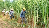Ngành mía đường: Chủ động hội nhập