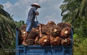 Malaysia tuyên bố sẽ khiếu nại lên WTO về lệnh hạn chế dầu cọ của EU