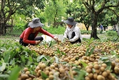 Mở rộng cơ hội xuất khẩu cho trái nhãn Việt Nam