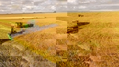 Trung Quốc ngừng nhập khẩu lúa mạch từ công ty CBH Grain của Australia