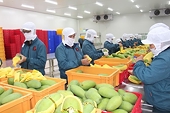 Trái cây Việt bắt đầu xuất sang EU sau EVFTA, thuế suất ưu đãi chưa từng có