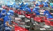 Thủy sản xuất khẩu có thể đạt kim ngạch 2,3 tỷ USD trong quý IV/2020