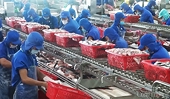 Thủy sản xuất khẩu có thể đạt kim ngạch 2,3 tỷ USD trong quý IV/2020
