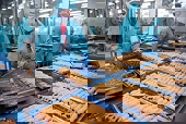 Hiệu ứng từ các FTA giúp xuất khẩu tôm liên tục bứt phá