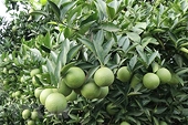 Nâng cao chất lượng hàng hóa, thúc đẩy xuất khẩu sang Trung Quốc