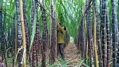 Không tổ chức Phiên đấu giá hạn ngạch thuế quan nhập khẩu đường năm 2020