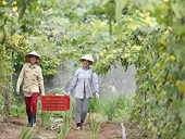 EU đưa ra quy định mới về sản phẩm hữu cơ