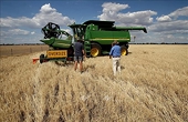 Australia khiếu nại Trung Quốc lên WTO về thuế đối với lúa mạch