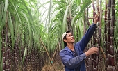 Đẩy mạnh biện pháp phòng vệ thương mại: Bảo hộ nông sản trong nước