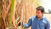 Những giải pháp phòng vệ thiết thực cho ngành Mía đường