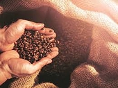 Tìm hiểu thông tin xuất khẩu cà phê vào thị trường EU
