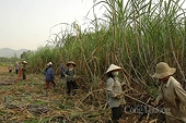 Phòng vệ thương mại đường: Hiệu quả tích cực cho doanh nghiệp và người trồng mía