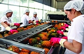 Xuất khẩu rau quả đầy tín hiệu khả quan 2021