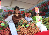 Khơi thông xuất khẩu, nâng tầm thương hiệu vải thiều