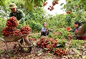 Thông đường’ cho nông sản Việt sang Trung Quốc giữa dịch Covid-19