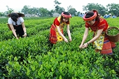 Xuất khẩu chè dự báo sẽ tăng trưởng khả quan trong quý II/2021