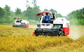 Xuất khẩu gạo Việt: Số 2 thế giới vẫn... chênh vênh