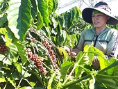 Diện tích thứ 3, năng suất đứng đầu, xuất khẩu cà phê vẫn gặp khó